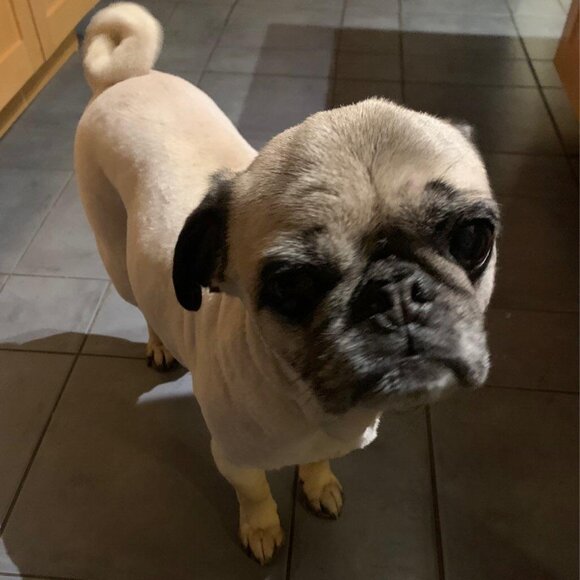 Meet your Posher, Ella - Picture 1 of 1